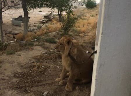 Пойманный лев в пригороде Актау – домашний, людей не боится – Минэкологии