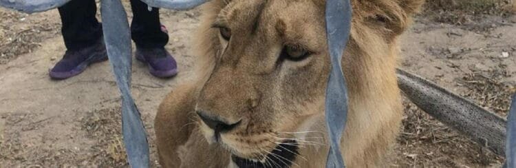 Владельцем льва из Мангистау оказался 25-летний парень